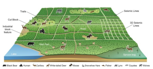 Anthropogenic features are expected to affect the suite of mammal species in the northeast boreal forest