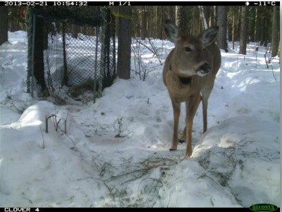 Deer photo from camera trap