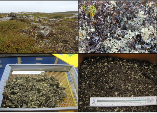 Arctic crusts for restoration
