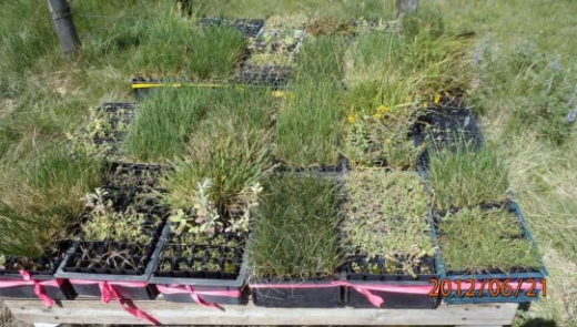Native species plant plugs