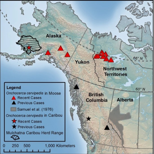 Parasites in moose and caribou