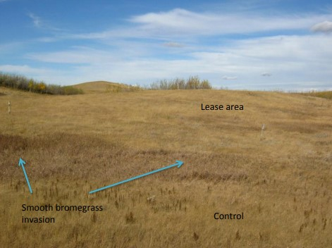 Reclaimed grassland wellsite
