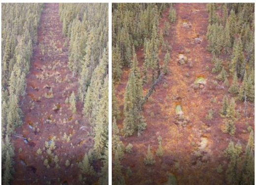 Seismic lines in bogs