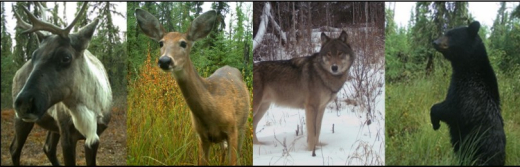 Wildlife on camera