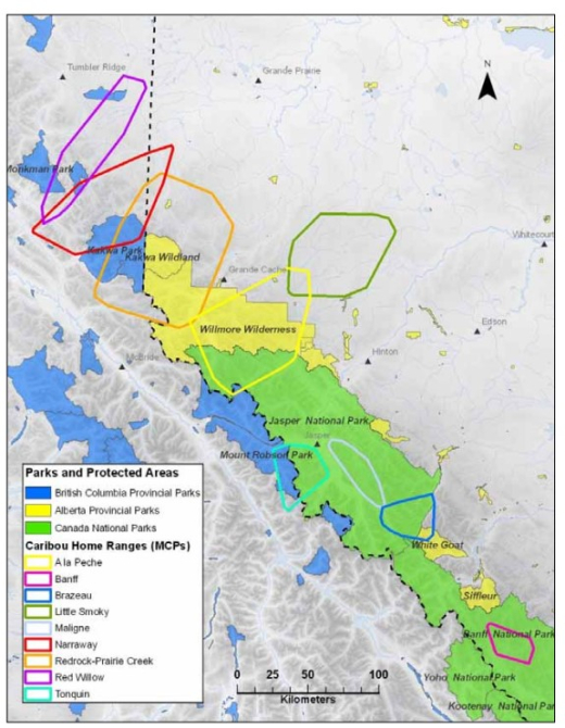  Canadian Rockies study area along the Alberta – British Columbia divide, including 100% minimum convex polygons (MCPs) of woodland caribou populations, 1998 – 2009.