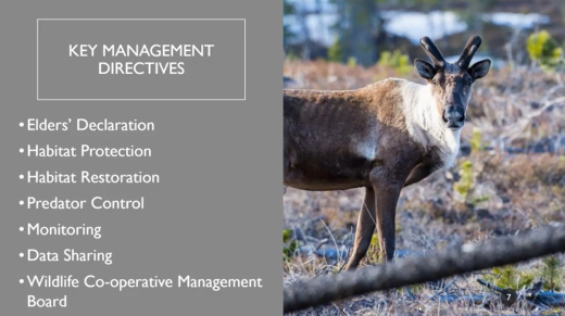 ACFN MCFN Caribou Management Plan