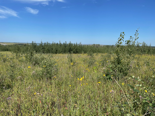 Year 5 native vegetation establishment