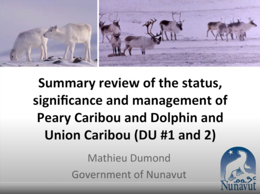 caribpearydolp dumond preview.JPG 