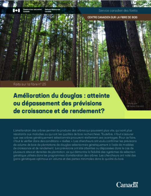 Forest understory