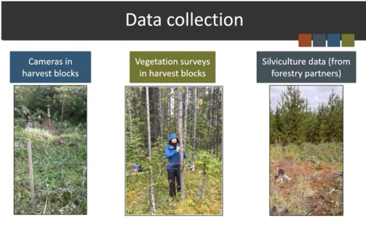 Forest cutblocks and caribou