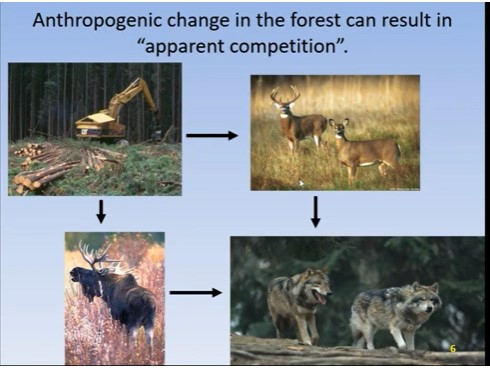 Forestry effects on wildlife competition