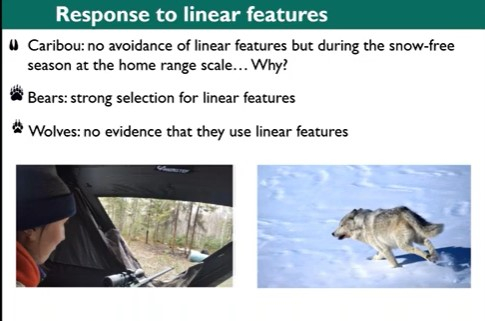 Predator and prey response to linear features