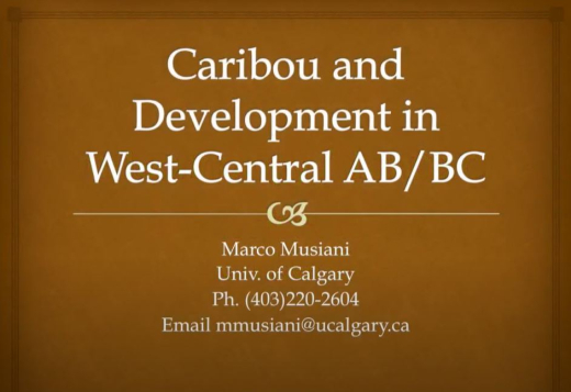 musiani caribou.JPG