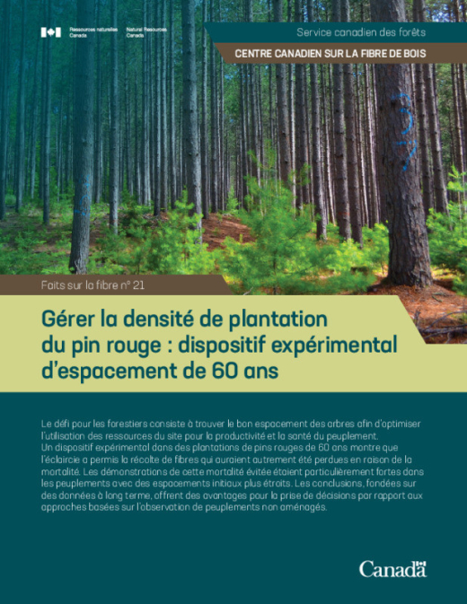 Forest Understory