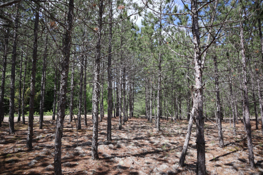 forest understory