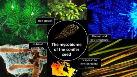 mycobiome