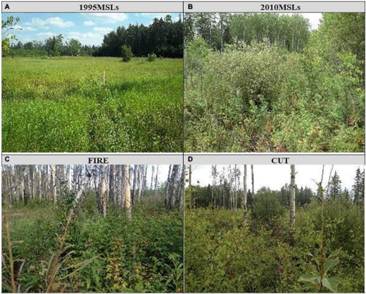 Wellsite recovery compared to harvest and fire sites