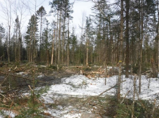 Forest image 