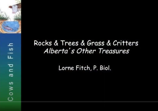 Fitch rocks grass