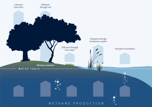 Wetlands and Methane