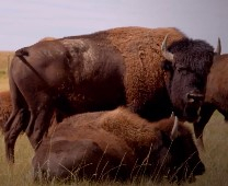 Blood Tribe Buffalo Restoration Project