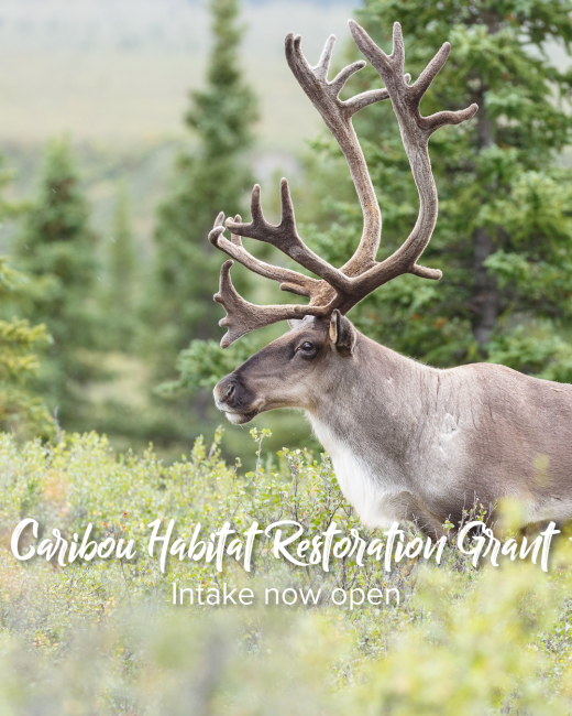 Caribou Habitat Restoration Fund