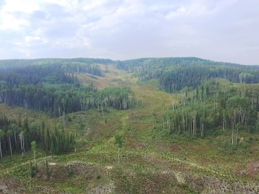 new-forestry-practice-WEB.jpg