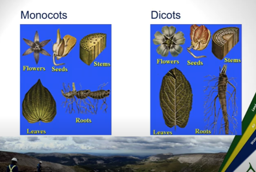 tannas plant id.png