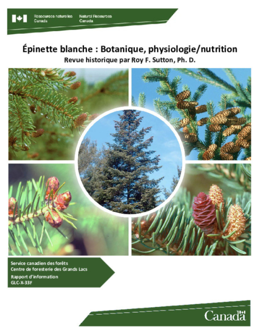 white spruce
