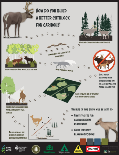 How to build a better cutblock for caribou?