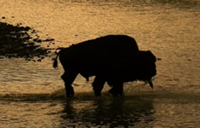 Buffalo
