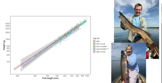 Fish fork length to weight