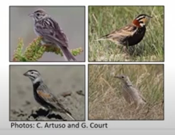 Grassland Birds