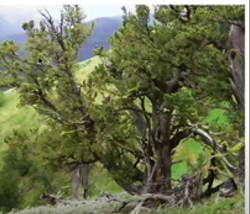Pine
