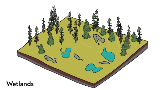 Peatlands and Carbon video series screenshot