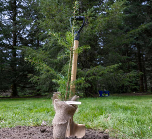 BC plants 10 billionth tree
