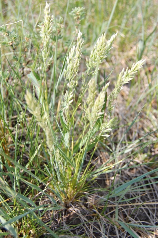 June grass