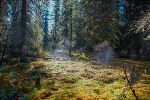 Steamy boreal swamp