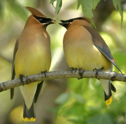 Birds