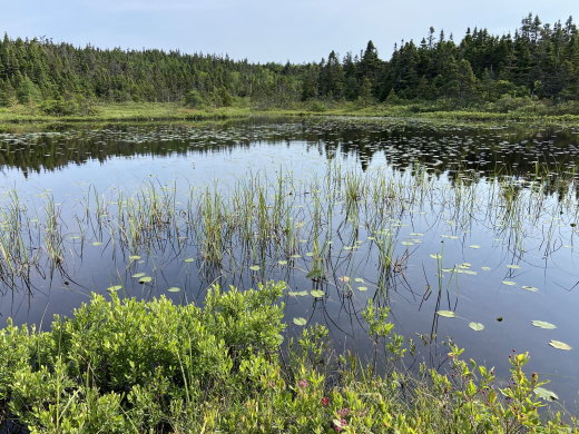 Wetland in St. John's NL