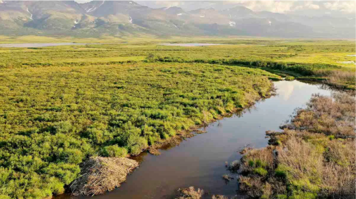 Beaver dams in the Arctic are holding up warm water, which is thawing permafrost. Credit: Ken Tape