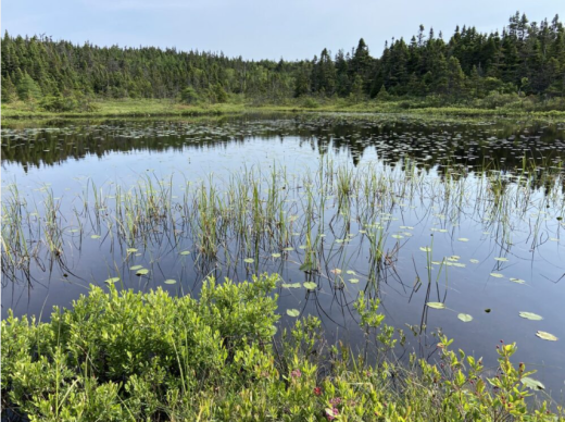 Wetland