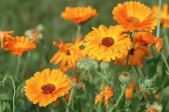 SER Seeds Webinar