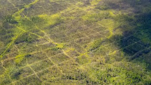 Seismic Lines