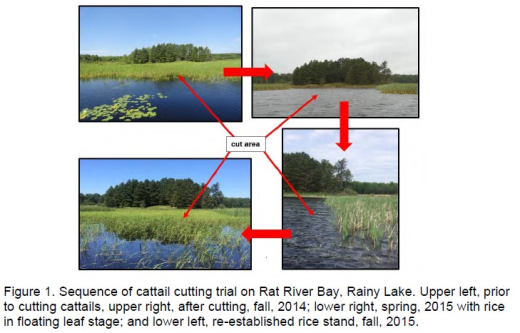 Managing invasive cattails