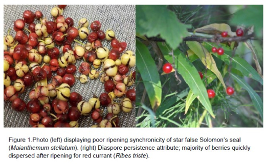 Native species seed germination
