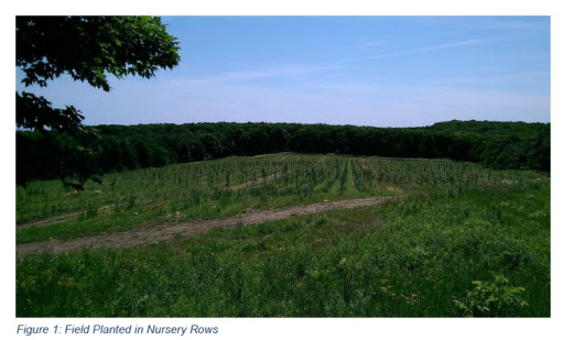 Tree nursery