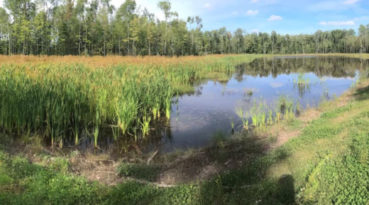 Wetland