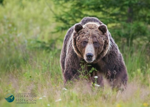 CWF Grizzly Bear