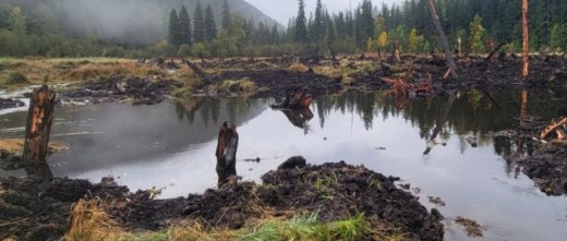 Cambridge Creek wetlands restoration project